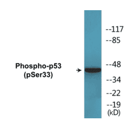 Western Blot - p53 (phospho Ser33) Cell Based ELISA Kit (CBP1644) - Antibodies.com