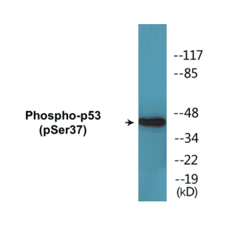 Western Blot - p53 (phospho Ser37) Cell Based ELISA Kit (CBP1645) - Antibodies.com