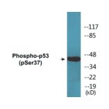 Western Blot - p53 (phospho Ser37) Cell Based ELISA Kit (CBP1645) - Antibodies.com