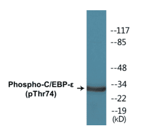 Western Blot - CEBP epilison (phospho Thr74) Cell Based ELISA Kit (CBP1325) - Antibodies.com