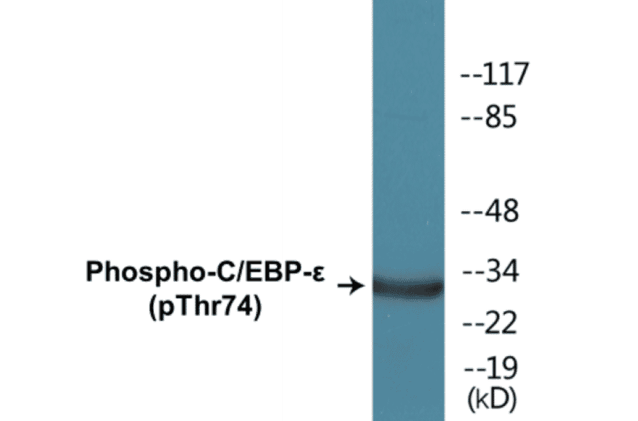 Western Blot - CEBP epilison (phospho Thr74) Cell Based ELISA Kit (CBP1325) - Antibodies.com