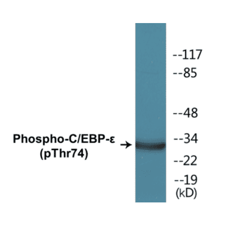 Western Blot - CEBP epilison (phospho Thr74) Cell Based ELISA Kit (CBP1325) - Antibodies.com