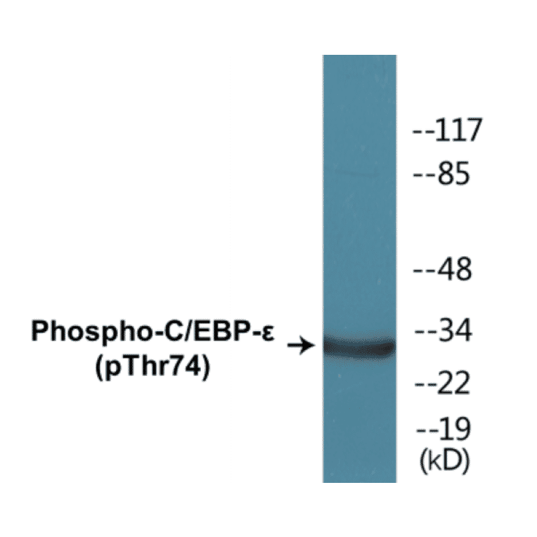 Western Blot - CEBP epilison (phospho Thr74) Cell Based ELISA Kit (CBP1325) - Antibodies.com