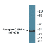 Western Blot - CEBP epilison (phospho Thr74) Cell Based ELISA Kit (CBP1325) - Antibodies.com
