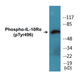 Western Blot - IL-10R alpha (phospho Tyr496) Cell Based ELISA Kit (CBP1415) - Antibodies.com