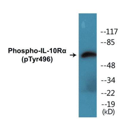 Western Blot - IL-10R alpha (phospho Tyr496) Cell Based ELISA Kit (CBP1415) - Antibodies.com