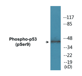 Western Blot - p53 (phospho Ser9) Cell Based ELISA Kit (CBP1648) - Antibodies.com
