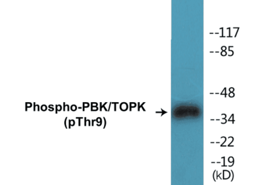 Western Blot - PBK (phospho Thr9) Cell Based ELISA Kit (CBP1270) - Antibodies.com