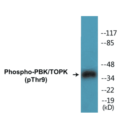 Western Blot - PBK (phospho Thr9) Cell Based ELISA Kit (CBP1270) - Antibodies.com