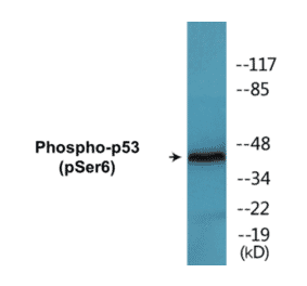 Western Blot - p53 (phospho Ser6) Cell Based ELISA Kit (CBP1647) - Antibodies.com