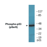 Western Blot - p53 (phospho Ser6) Cell Based ELISA Kit (CBP1647) - Antibodies.com
