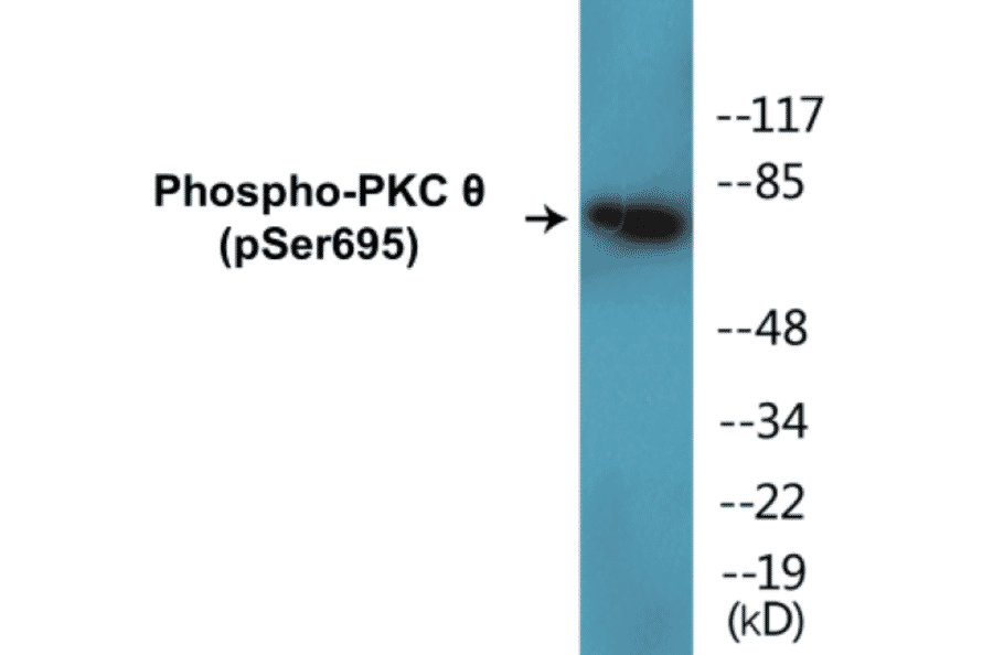 Western Blot - PKC theta (phospho Ser695) Cell Based ELISA Kit (CBP1309) - Antibodies.com