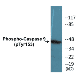 Western Blot - Caspase 9 (phospho Tyr153) Cell Based ELISA Kit (CBP1330) - Antibodies.com