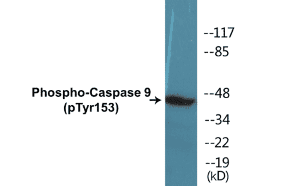 Western Blot - Caspase 9 (phospho Tyr153) Cell Based ELISA Kit (CBP1330) - Antibodies.com