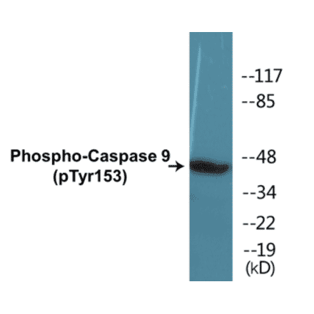 Western Blot - Caspase 9 (phospho Tyr153) Cell Based ELISA Kit (CBP1330) - Antibodies.com