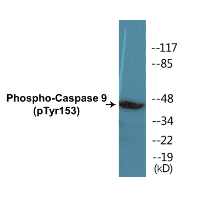 Western Blot - Caspase 9 (phospho Tyr153) Cell Based ELISA Kit (CBP1330) - Antibodies.com