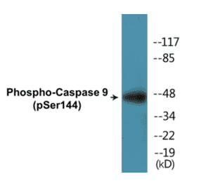 Western Blot - Caspase 9 (phospho Ser144) Cell Based ELISA Kit (CBP1331) - Antibodies.com