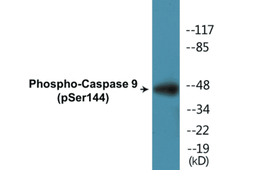 Western Blot - Caspase 9 (phospho Ser144) Cell Based ELISA Kit (CBP1331) - Antibodies.com