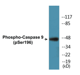 Western Blot - Caspase 9 (phospho Ser196) Cell Based ELISA Kit (CBP1332) - Antibodies.com