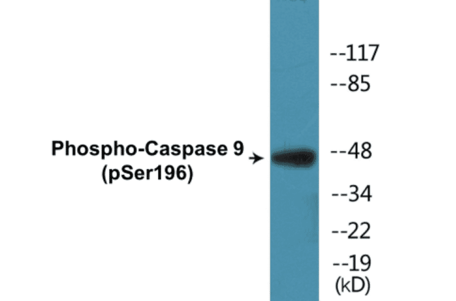Western Blot - Caspase 9 (phospho Ser196) Cell Based ELISA Kit (CBP1332) - Antibodies.com