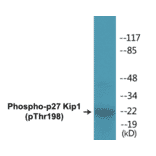 Western Blot - p27 Kip 1 (phospho Thr198) Cell Based ELISA Kit (CBP1385) - Antibodies.com