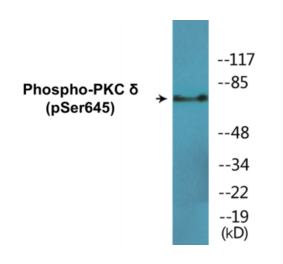 Western Blot - PKC delta (phospho Ser645) Cell Based ELISA Kit (CBP1657) - Antibodies.com