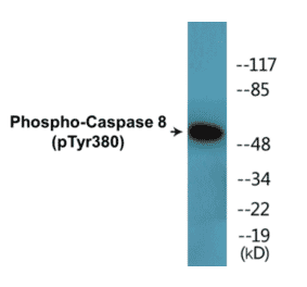Western Blot - Caspase 8 (phospho Tyr380) Cell Based ELISA Kit (CBP1712) - Antibodies.com