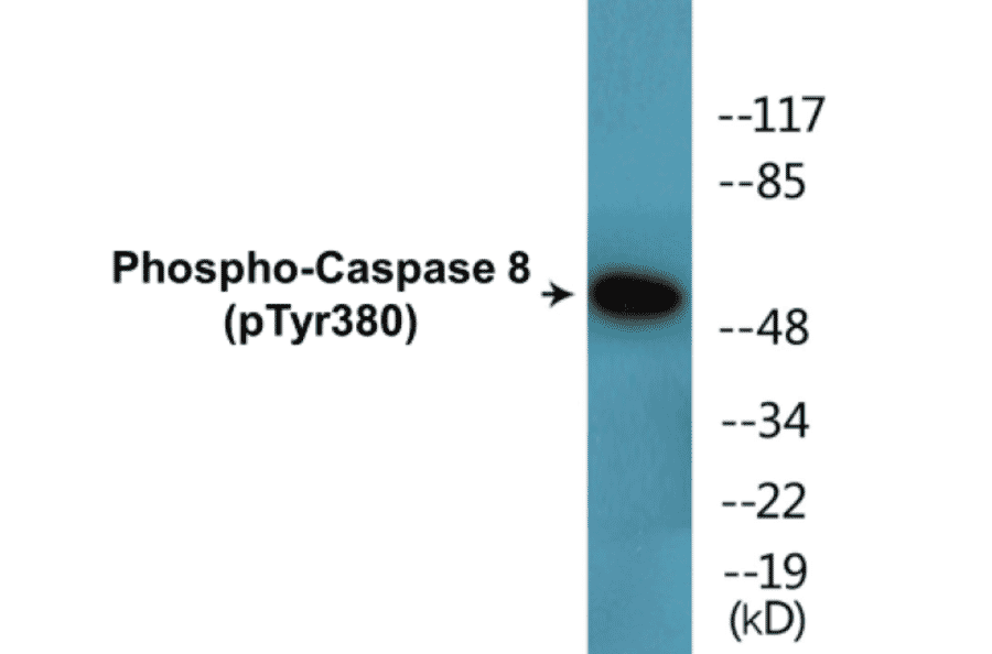 Western Blot - Caspase 8 (phospho Tyr380) Cell Based ELISA Kit (CBP1712) - Antibodies.com