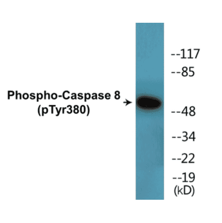 Western Blot - Caspase 8 (phospho Tyr380) Cell Based ELISA Kit (CBP1712) - Antibodies.com