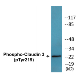 Western Blot - Claudin 3 (phospho Tyr219) Cell Based ELISA Kit (CBP1812) - Antibodies.com