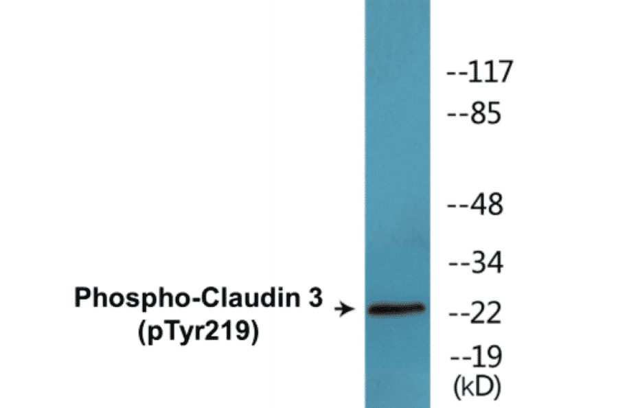 Western Blot - Claudin 3 (phospho Tyr219) Cell Based ELISA Kit (CBP1812) - Antibodies.com