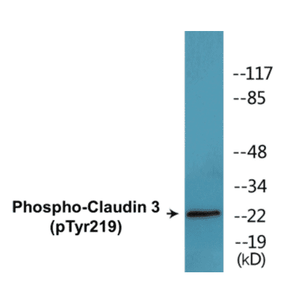 Western Blot - Claudin 3 (phospho Tyr219) Cell Based ELISA Kit (CBP1812) - Antibodies.com