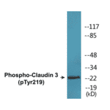 Western Blot - Claudin 3 (phospho Tyr219) Cell Based ELISA Kit (CBP1812) - Antibodies.com