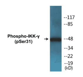 Western Blot - IKK gamma (phospho Ser31) Cell Based ELISA Kit (CBP1129) - Antibodies.com