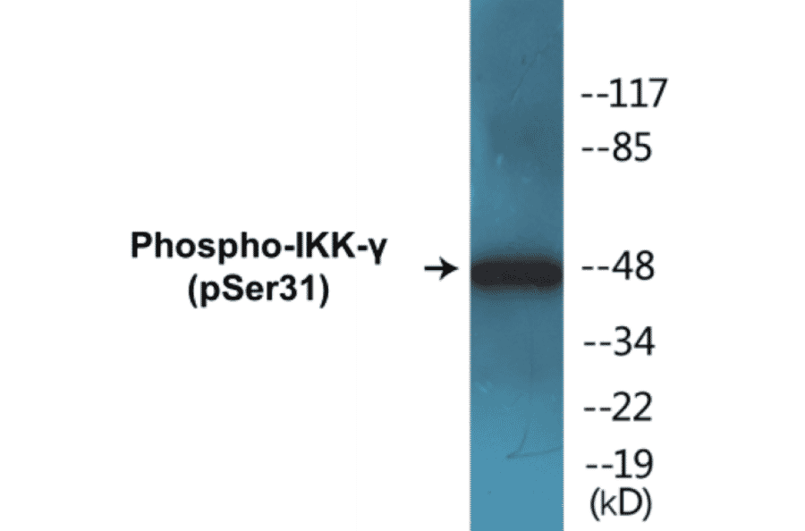 Western Blot - IKK gamma (phospho Ser31) Cell Based ELISA Kit (CBP1129) - Antibodies.com