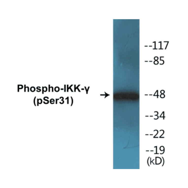 Western Blot - IKK gamma (phospho Ser31) Cell Based ELISA Kit (CBP1129) - Antibodies.com