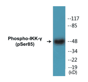 Western Blot - IKK gamma (phospho Ser85) Cell Based ELISA Kit (CBP1450) - Antibodies.com