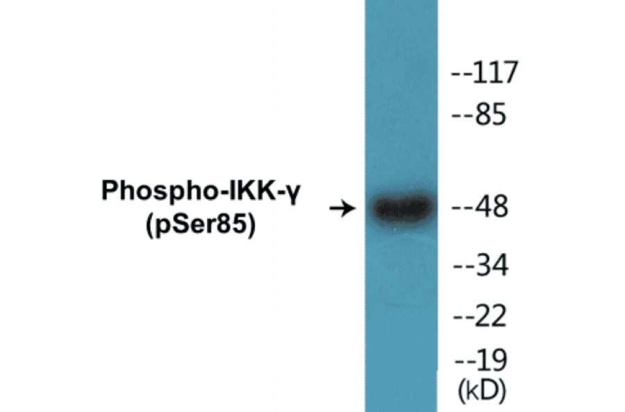 Western Blot - IKK gamma (phospho Ser85) Cell Based ELISA Kit (CBP1450) - Antibodies.com
