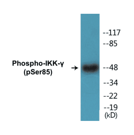 Western Blot - IKK gamma (phospho Ser85) Cell Based ELISA Kit (CBP1450) - Antibodies.com