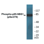 Western Blot - p95-NBS1 (phospho Ser278) Cell Based ELISA Kit (CBP1474) - Antibodies.com