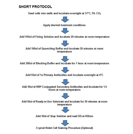 Protocol Diagram - BCL-2 (phospho Ser87) Cell Based ELISA Kit (CBP1142) - Antibodies.com