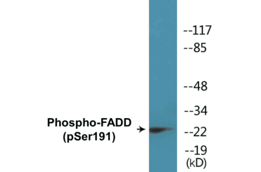 Western Blot - FADD (phospho Ser191) Cell Based ELISA Kit (CBP1858) - Antibodies.com