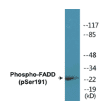 Western Blot - FADD (phospho Ser191) Cell Based ELISA Kit (CBP1858) - Antibodies.com