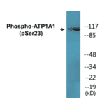 Western Blot - ATP1A1 (phospho Ser23) Cell Based ELISA Kit (CBP1445) - Antibodies.com