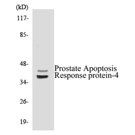 Western Blot - Prostate Apoptosis Response protein 4 Cell Based ELISA Kit (CB5588) - Antibodies.com