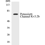 Western Blot - Potassium Channel Kv3.2b Cell Based ELISA Kit (CB5581) - Antibodies.com