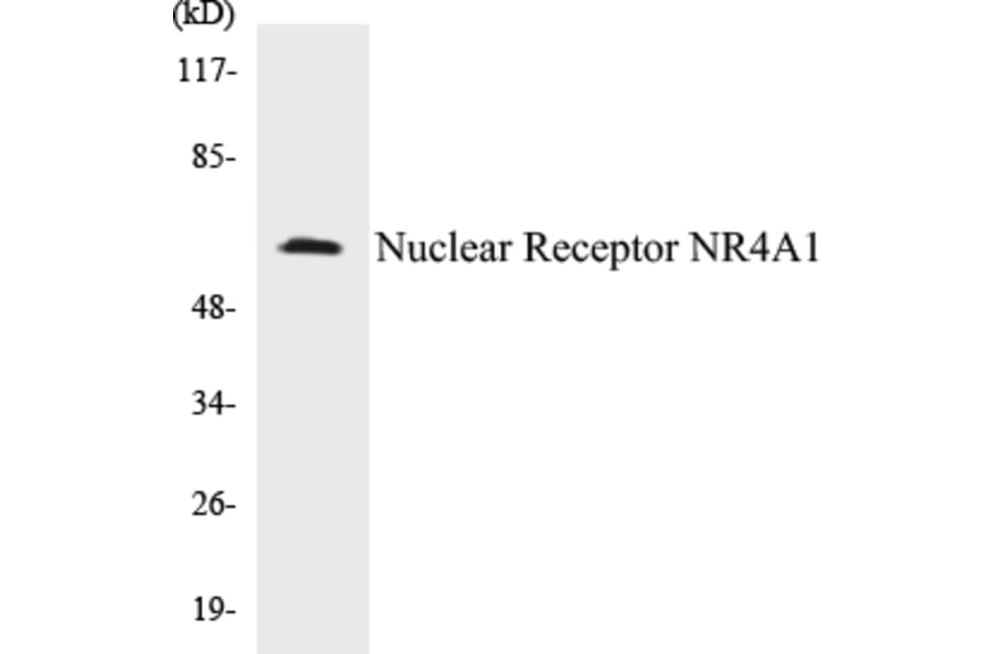 Western Blot - Nuclear Receptor NR4A1 Cell Based ELISA Kit (CB5499) - Antibodies.com