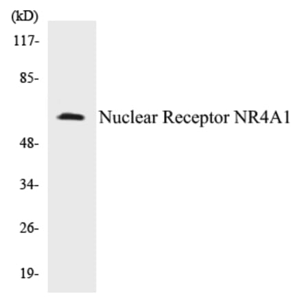 Western Blot - Nuclear Receptor NR4A1 Cell Based ELISA Kit (CB5499) - Antibodies.com