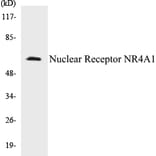 Western Blot - Nuclear Receptor NR4A1 Cell Based ELISA Kit (CB5499) - Antibodies.com