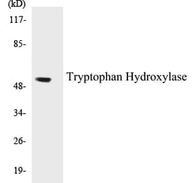 Western Blot - Tryptophan Hydroxylase Cell Based ELISA Kit (CB5706) - Antibodies.com